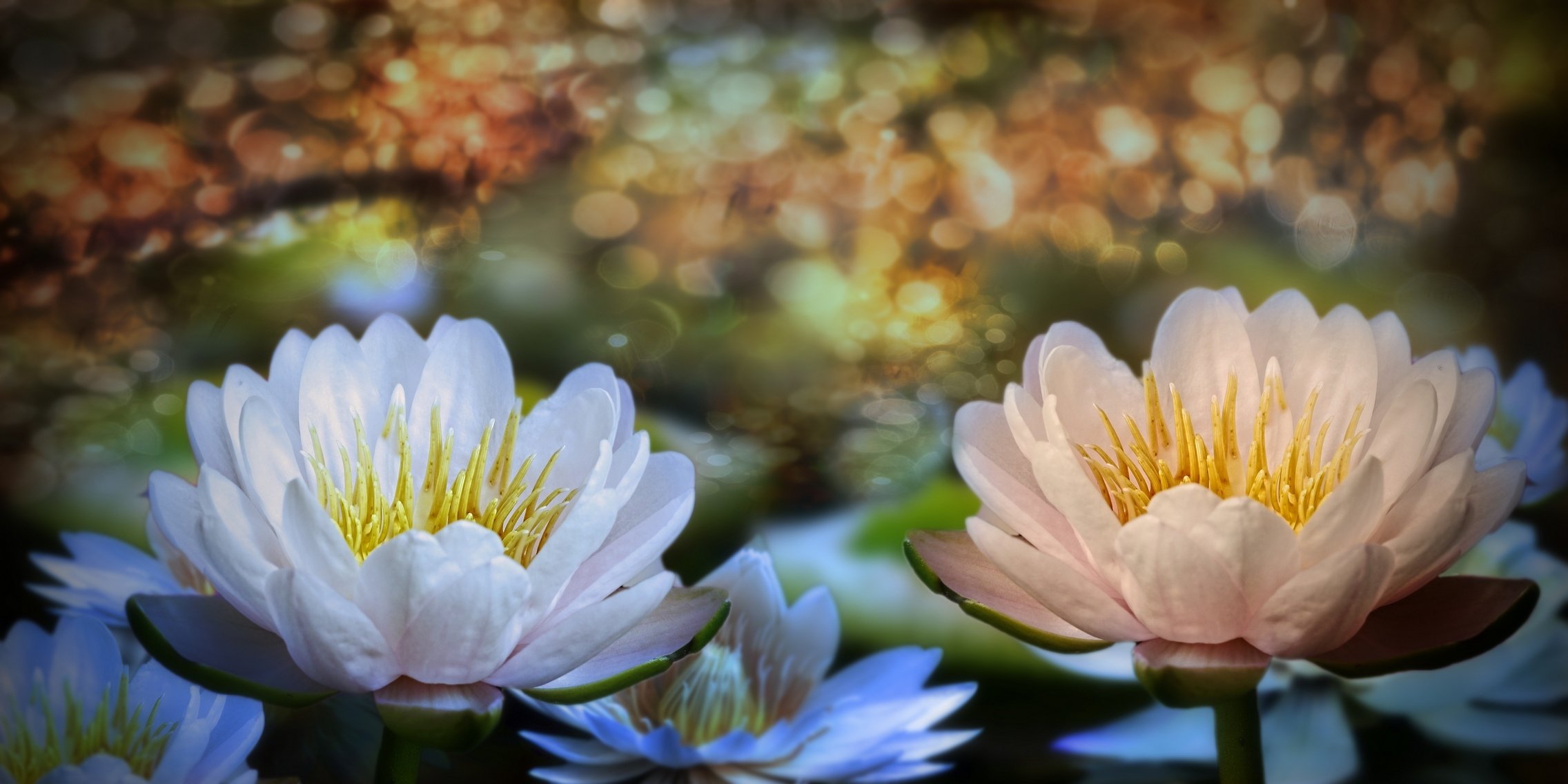 3d des fleurs des nénuphars