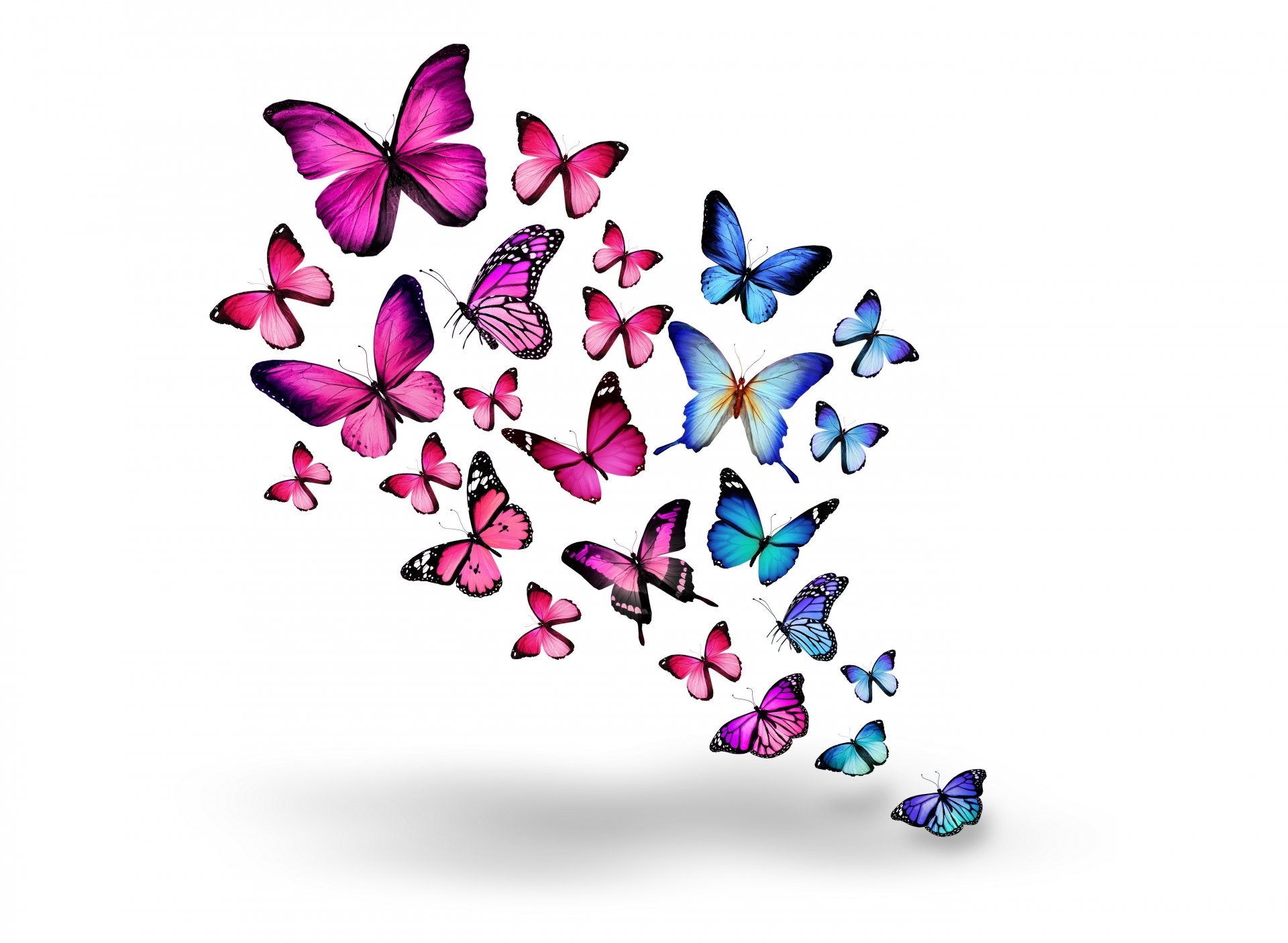 pink blue butterflies 3d pink blue butterflie