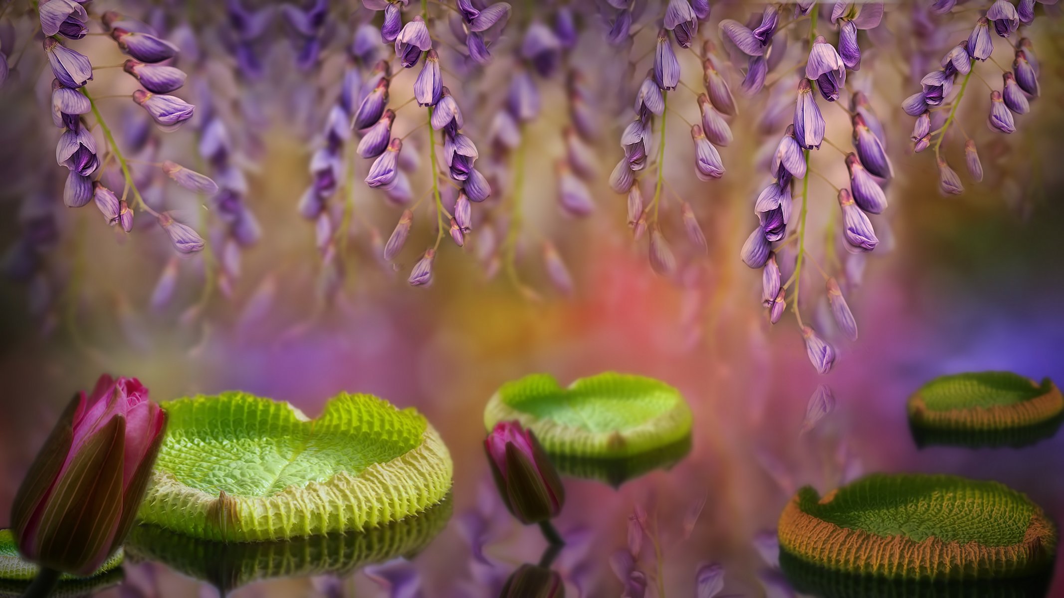 glycine leaves water lilie