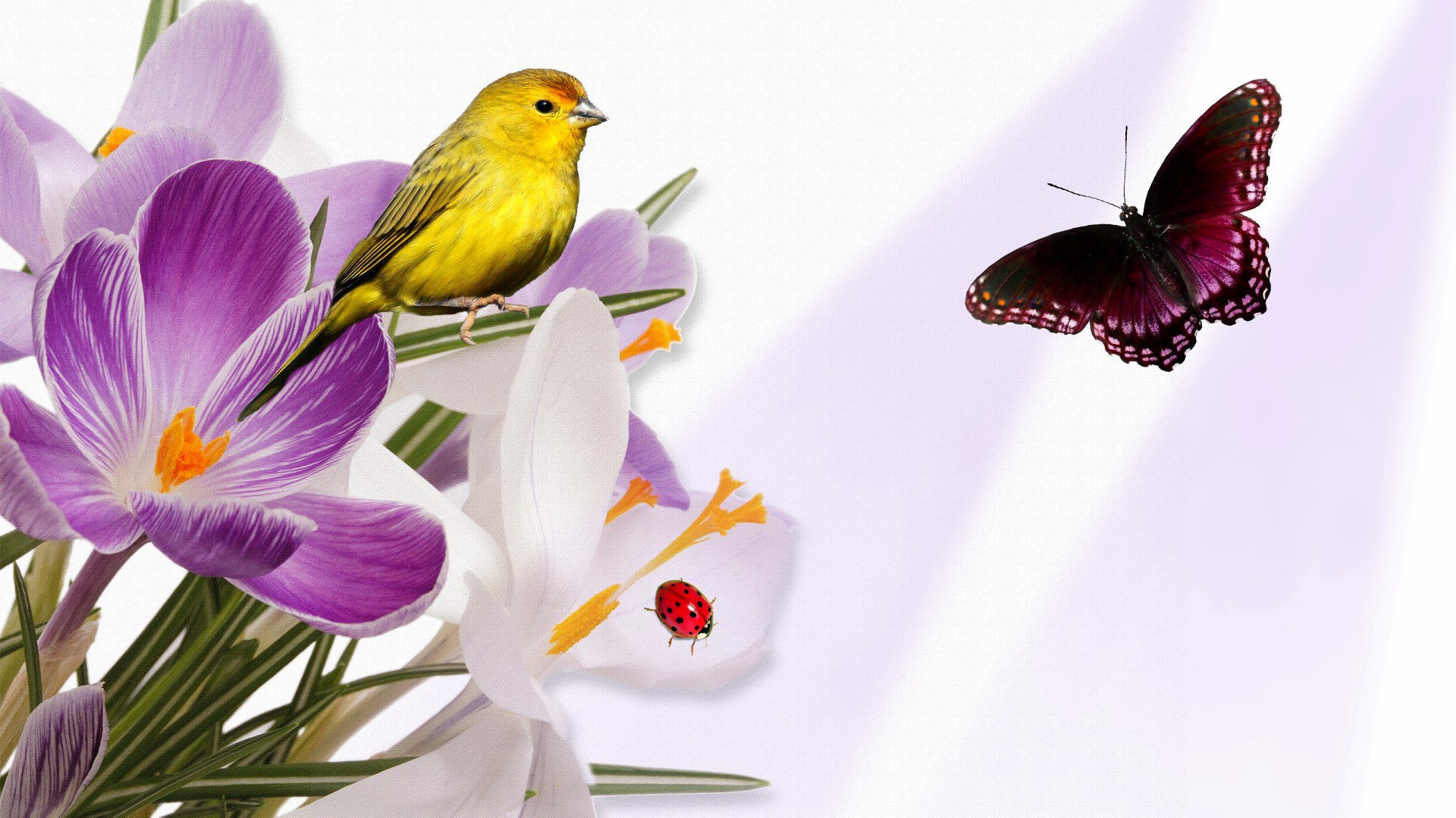 un oiseau un papillon une coccinelle fleurs crocus collage