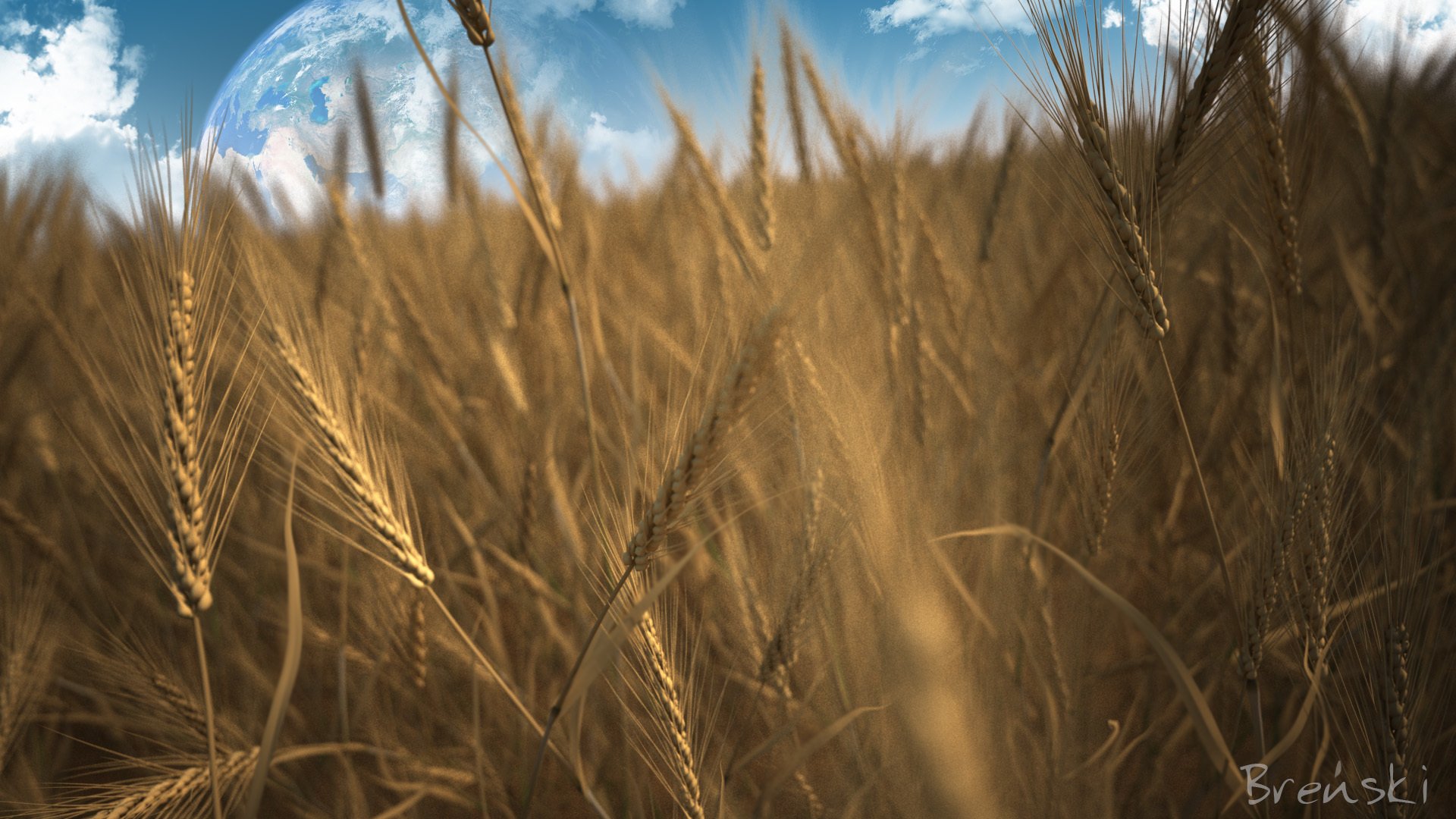 campo centeno cereales espiguillas planeta