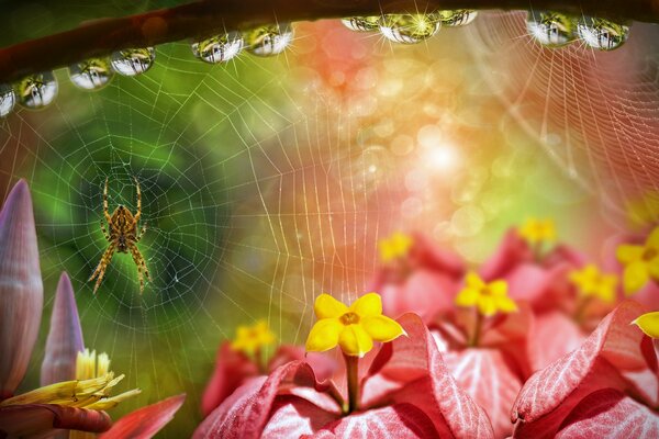 Araña tejiendo telarañas en las flores. Gotas de rocío