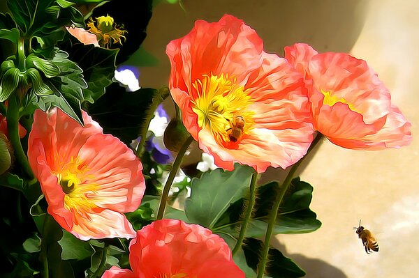 Bees collect nectar in poppies