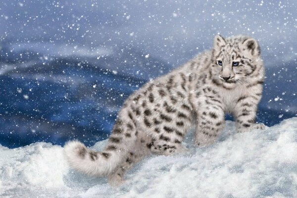 Snow leopard walks in the snow