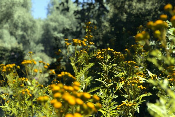 Fleurs jaunes sur un champ vert