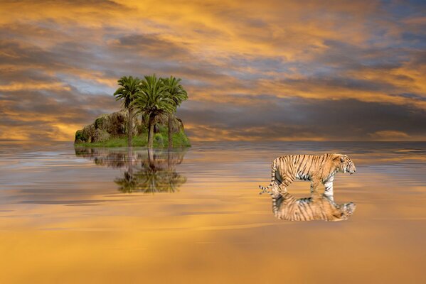 Île solitaire dans l eau avec un tigre