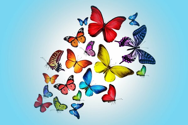 Colorful butterflies of different sizes