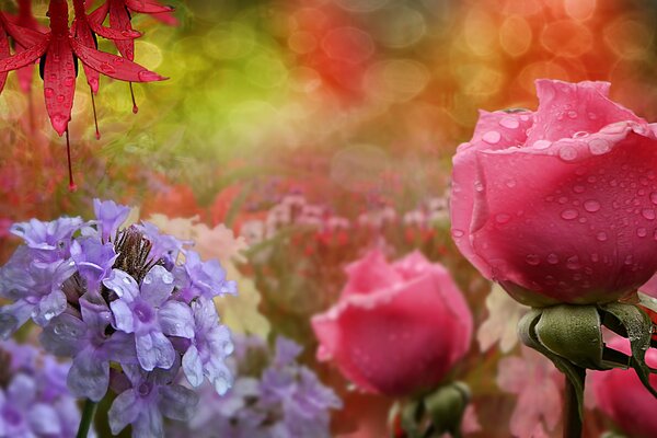 Small drops on rose petals