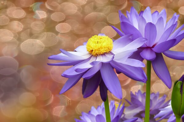 Purple lilies on the background of water