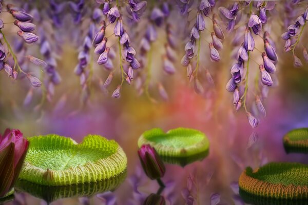 Water lilies and lavender branches above them