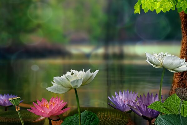 Colorful water lilies at the tree