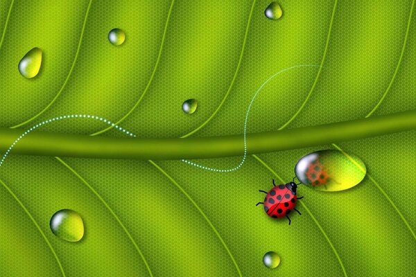 Coccinelle sur une feuille avec une goutte de rosée