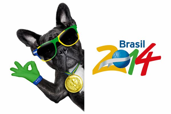 Hund mit Brille mit der Aufschrift brasil 2014