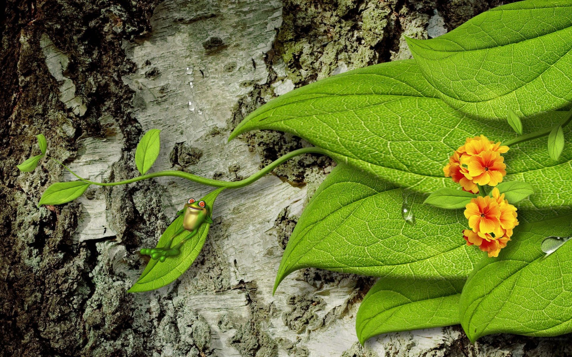 corteccia albero foglie fiori rana gocce