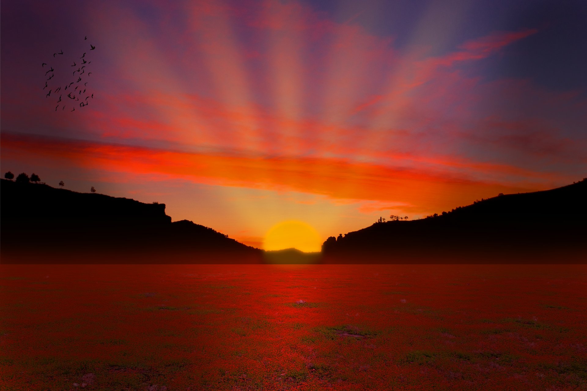 unset sun rays birds field mountain tree sky