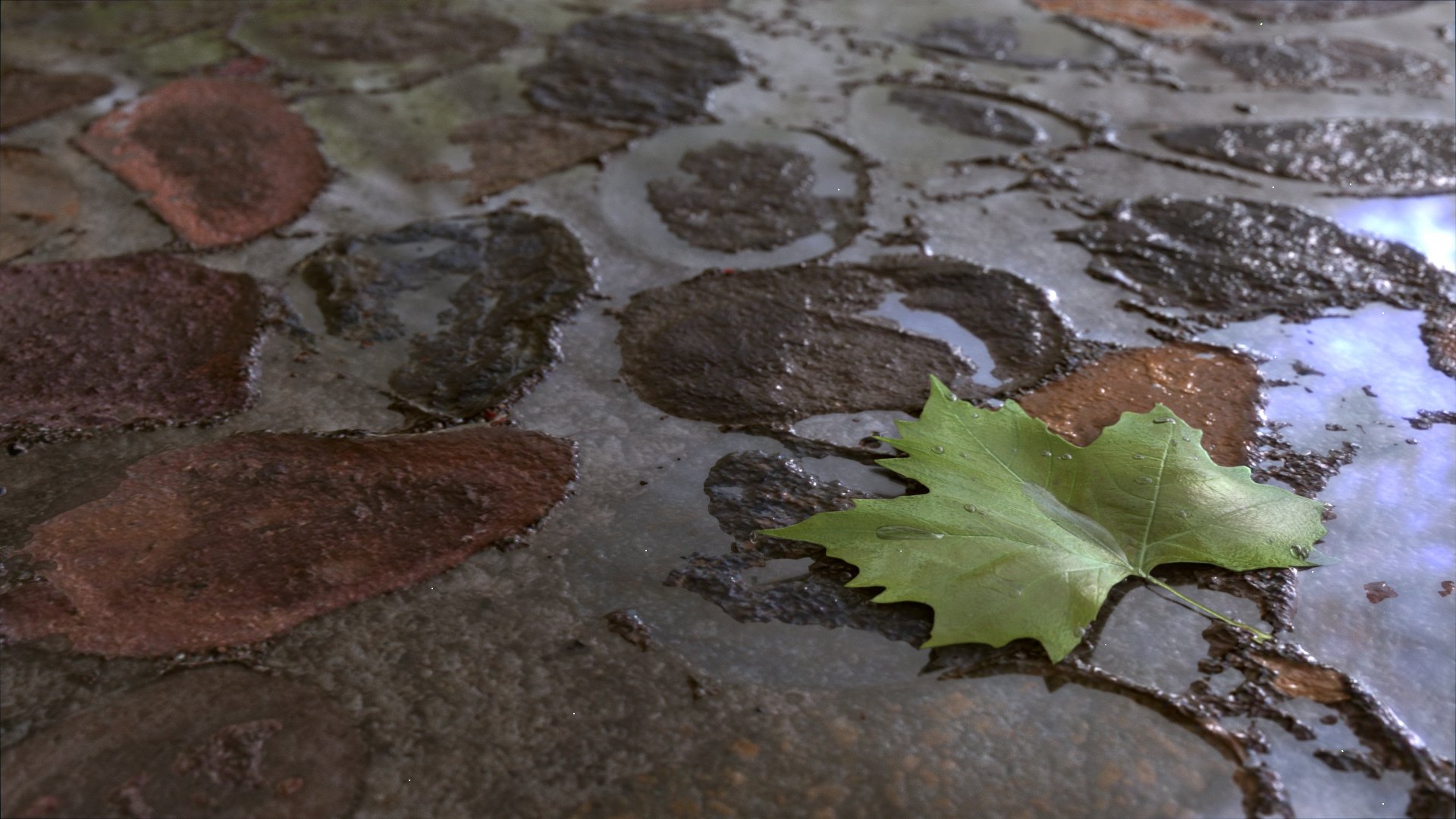 de l art des flaques d eau feuille vert l eau la pluie la terre