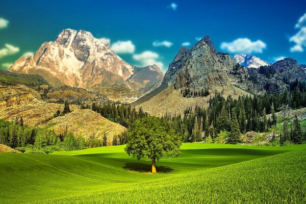 Arbre solitaire dans la zone entre les montagnes