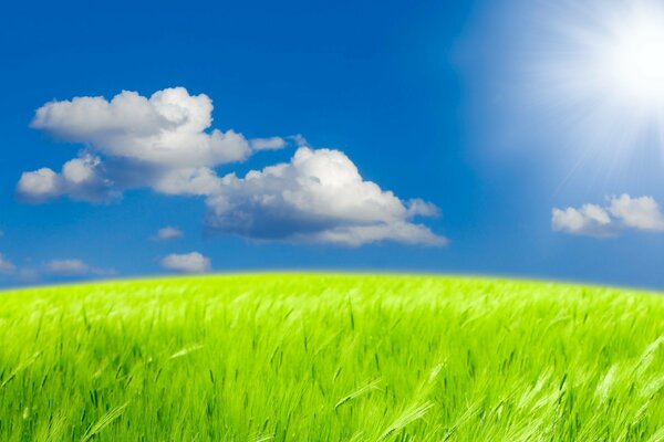 Bright green grass. Blue sky with white clouds