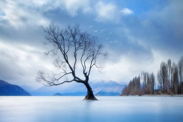 Ein einsamer Baum ohne Blätter, der auf dem Wasser in den Bergen steht