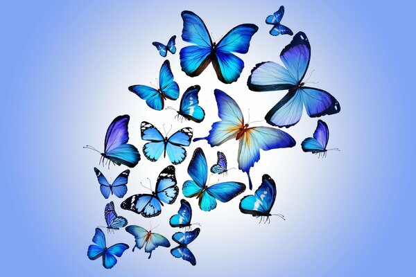 Bright blue butterflies in a flock