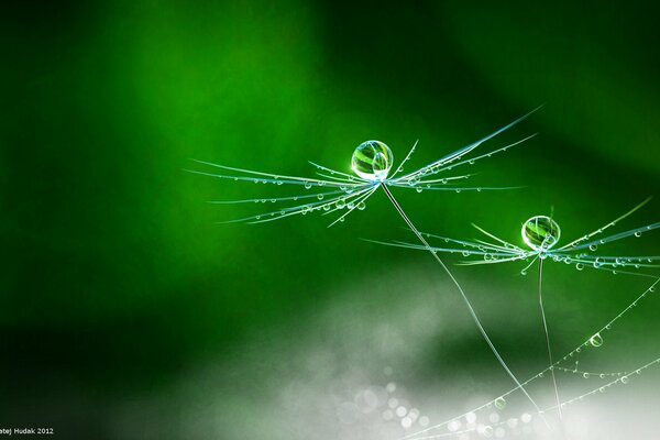 Le pissenlit dans la pluie et le fond vert