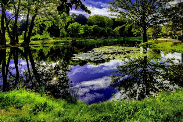 The water in the pond seems a little purple