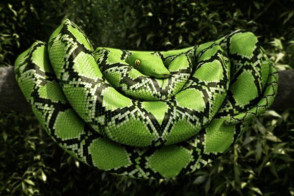 Serpiente verde yace en una rama de árbol