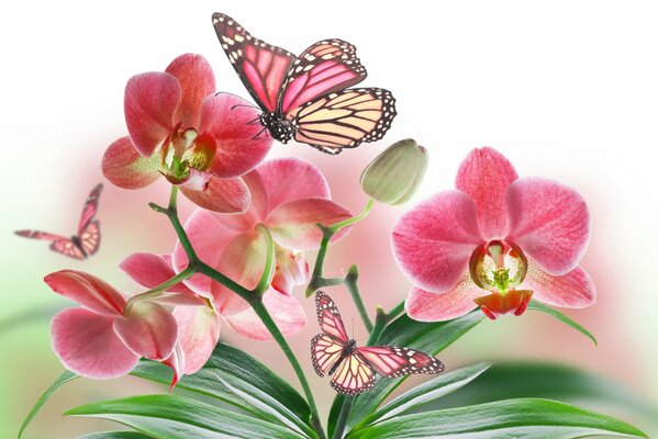 Le farfalle rosa svolazzano sulle orchidee