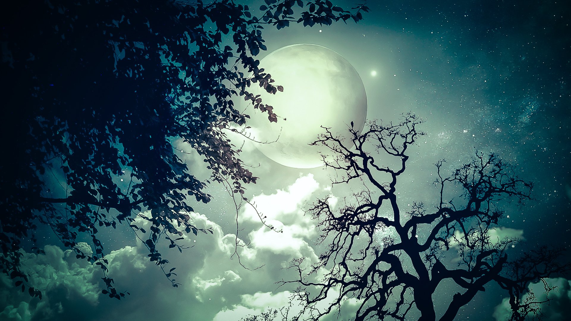 notte alberi rami luna stelle