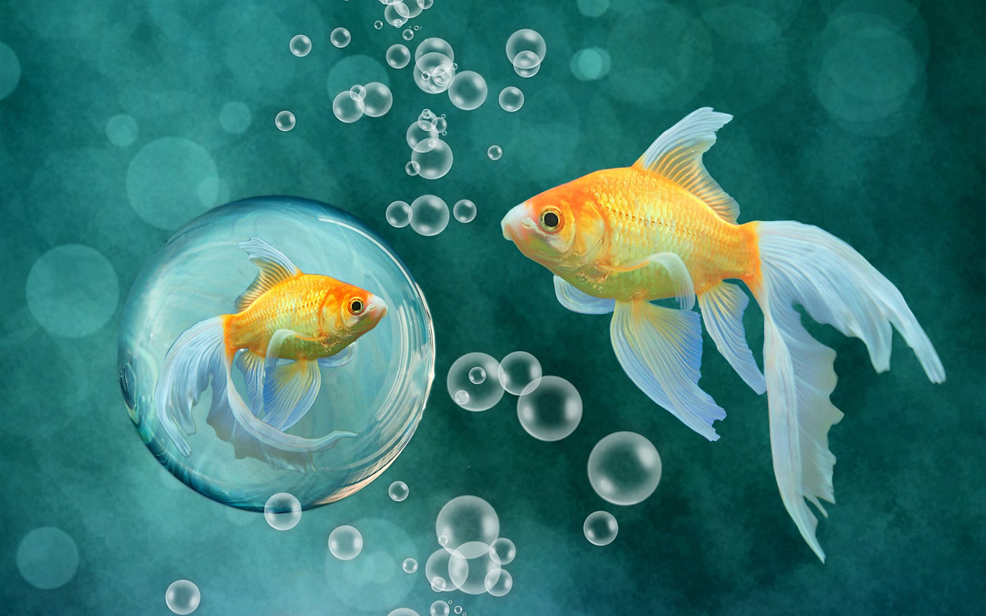 background fish goldfish bubble