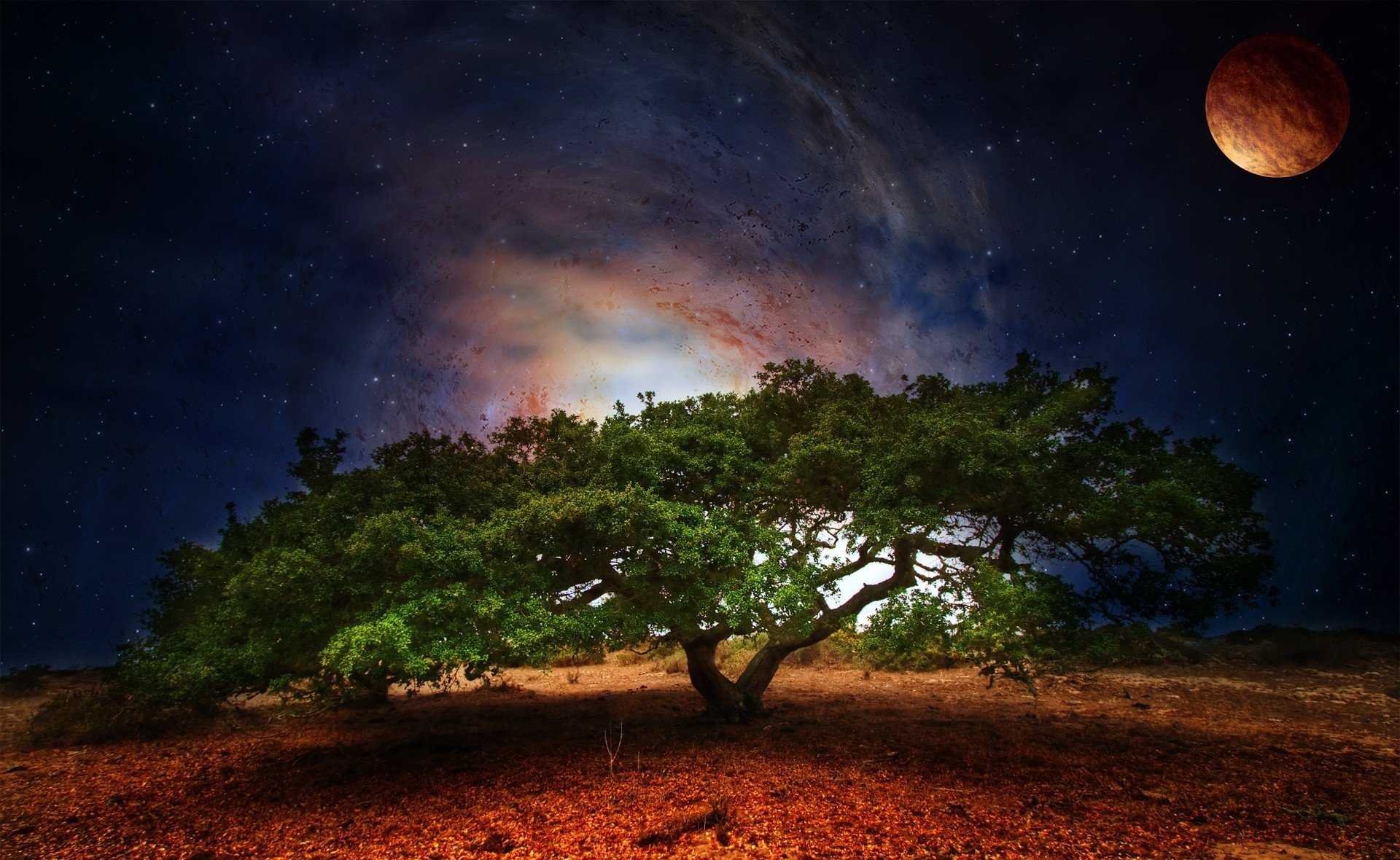 naturaleza árbol vegetación follaje espacio planeta estrellas noche