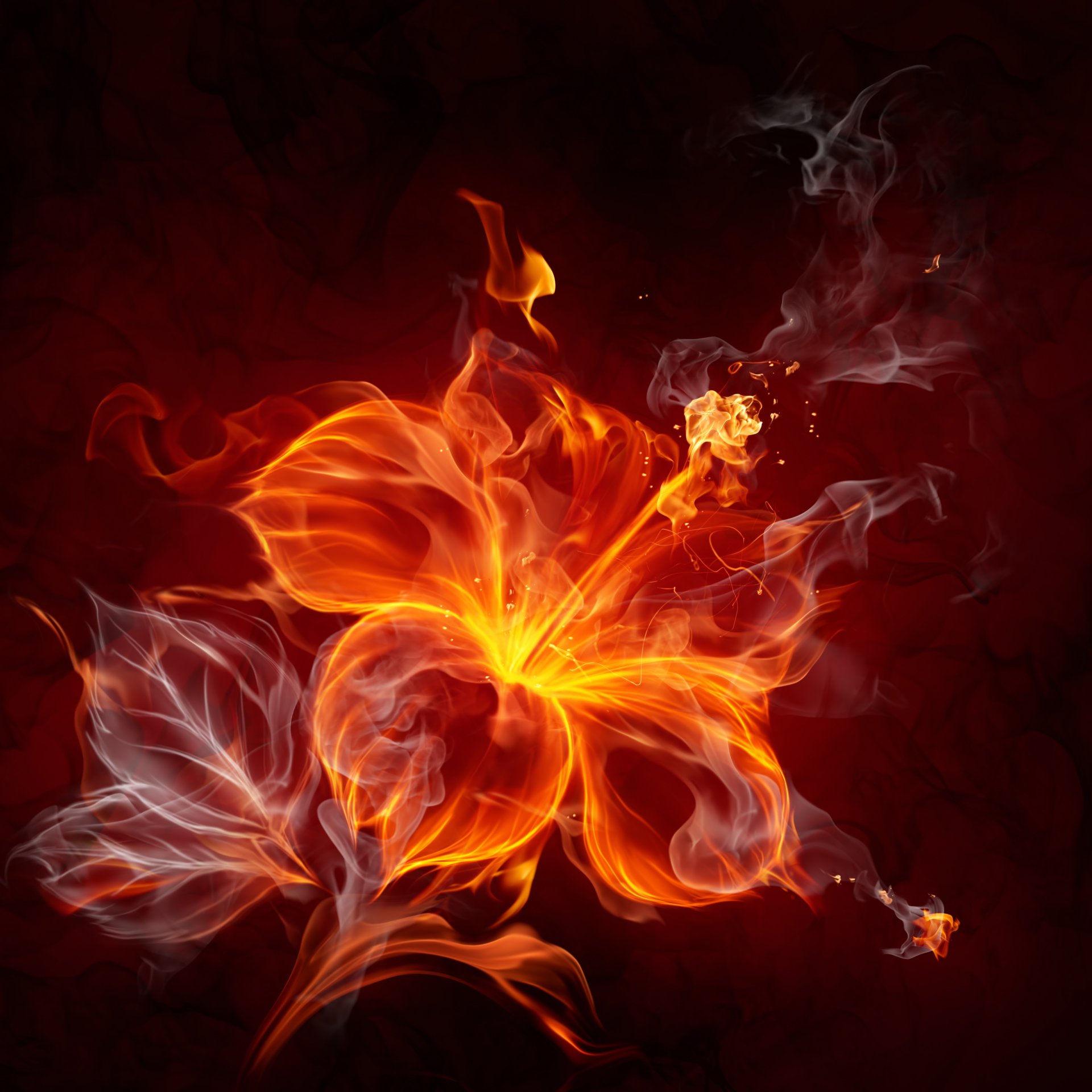 fire flower abstract