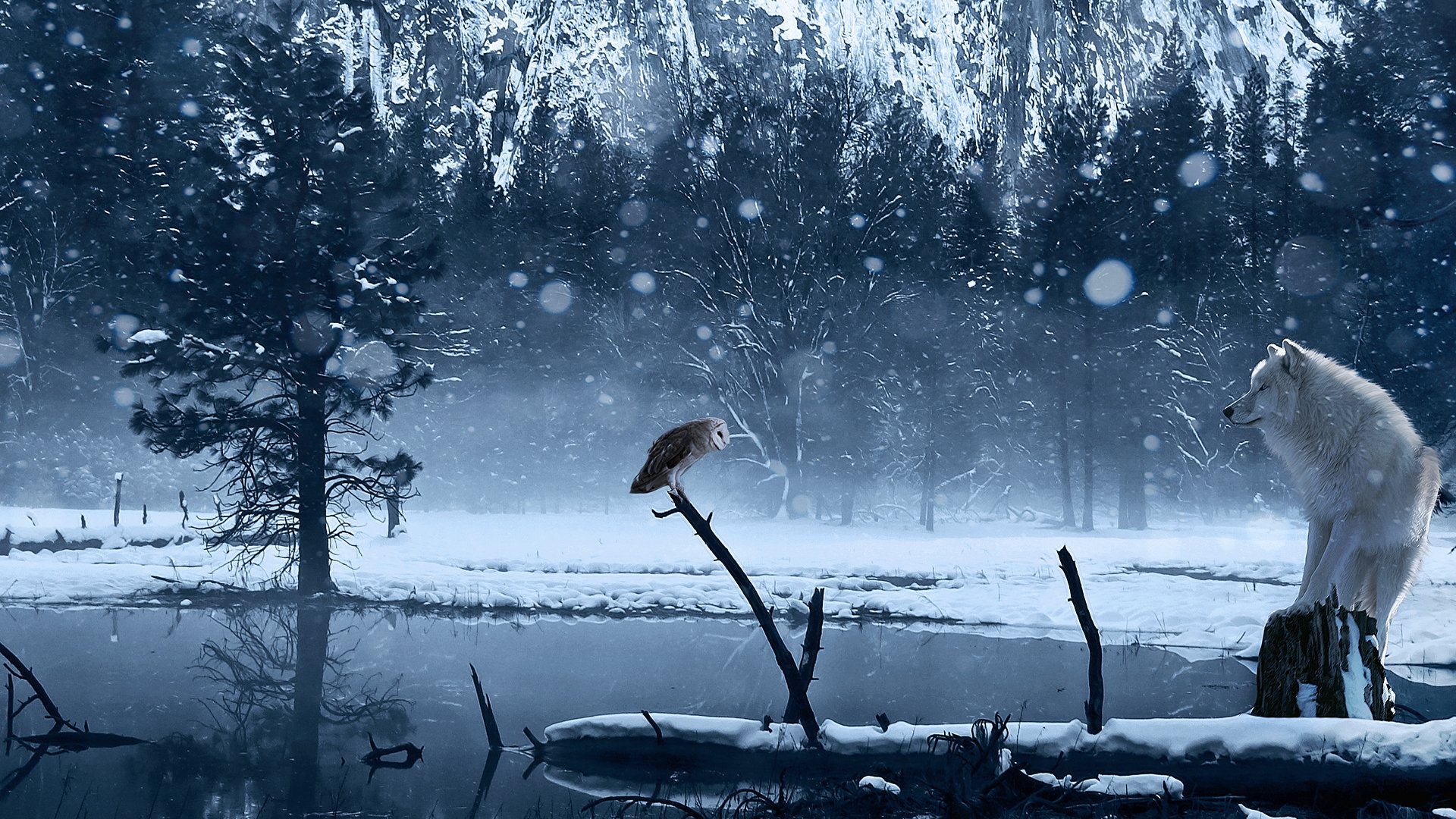 art hiver loup hibou neige lac