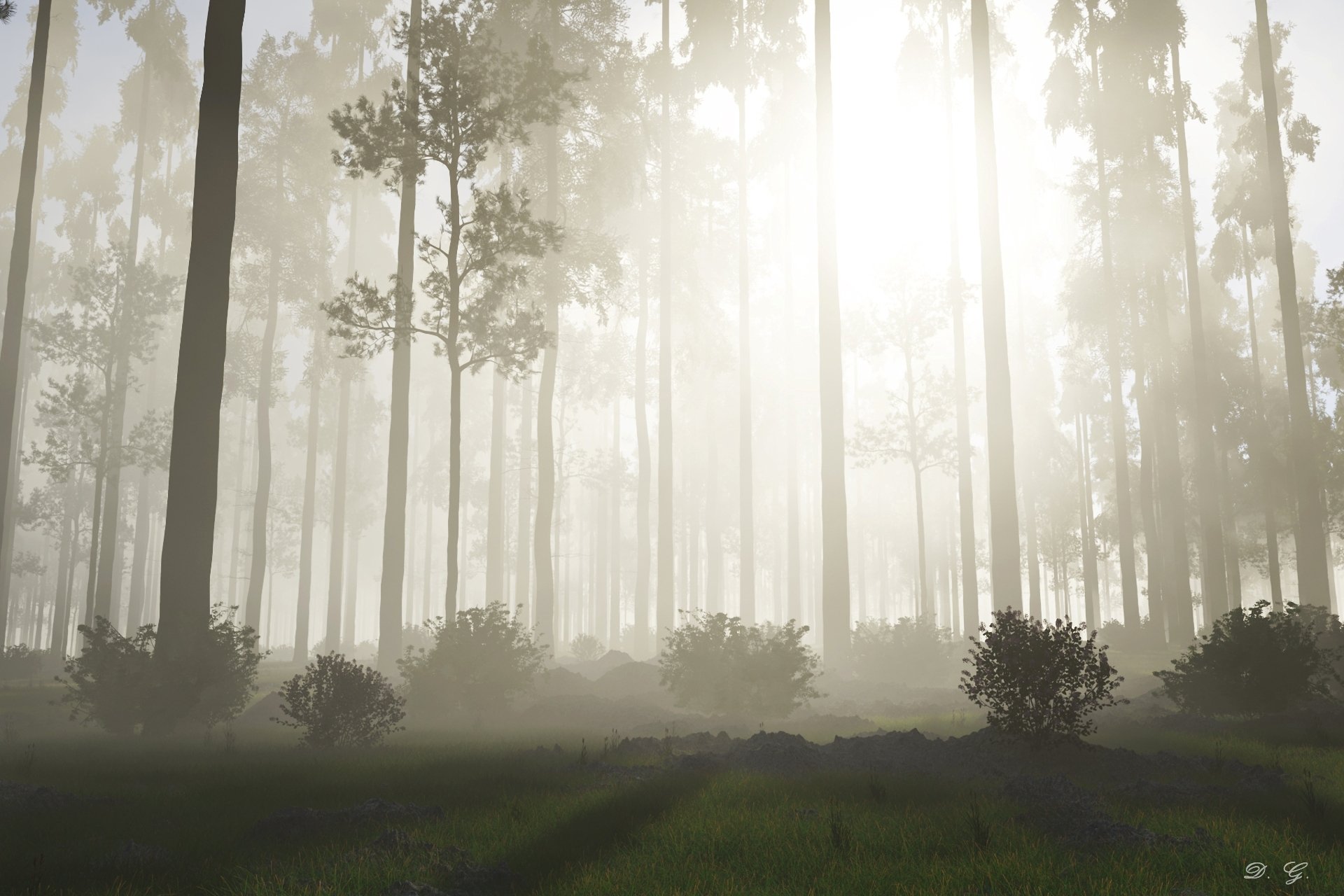 natur wald bäume nebel sonne sonnenaufgang morgen büsche