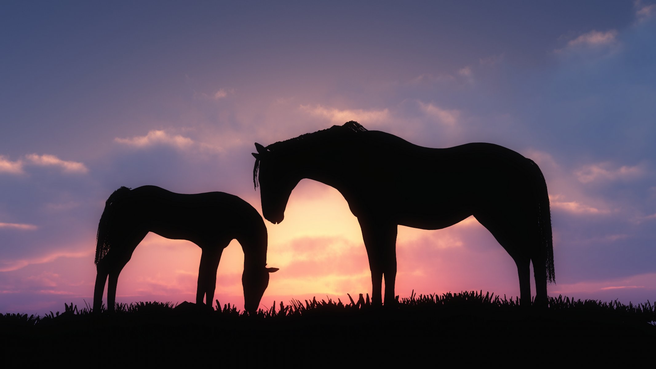 art chevaux coucher de soleil silhouette l herbe les nuages