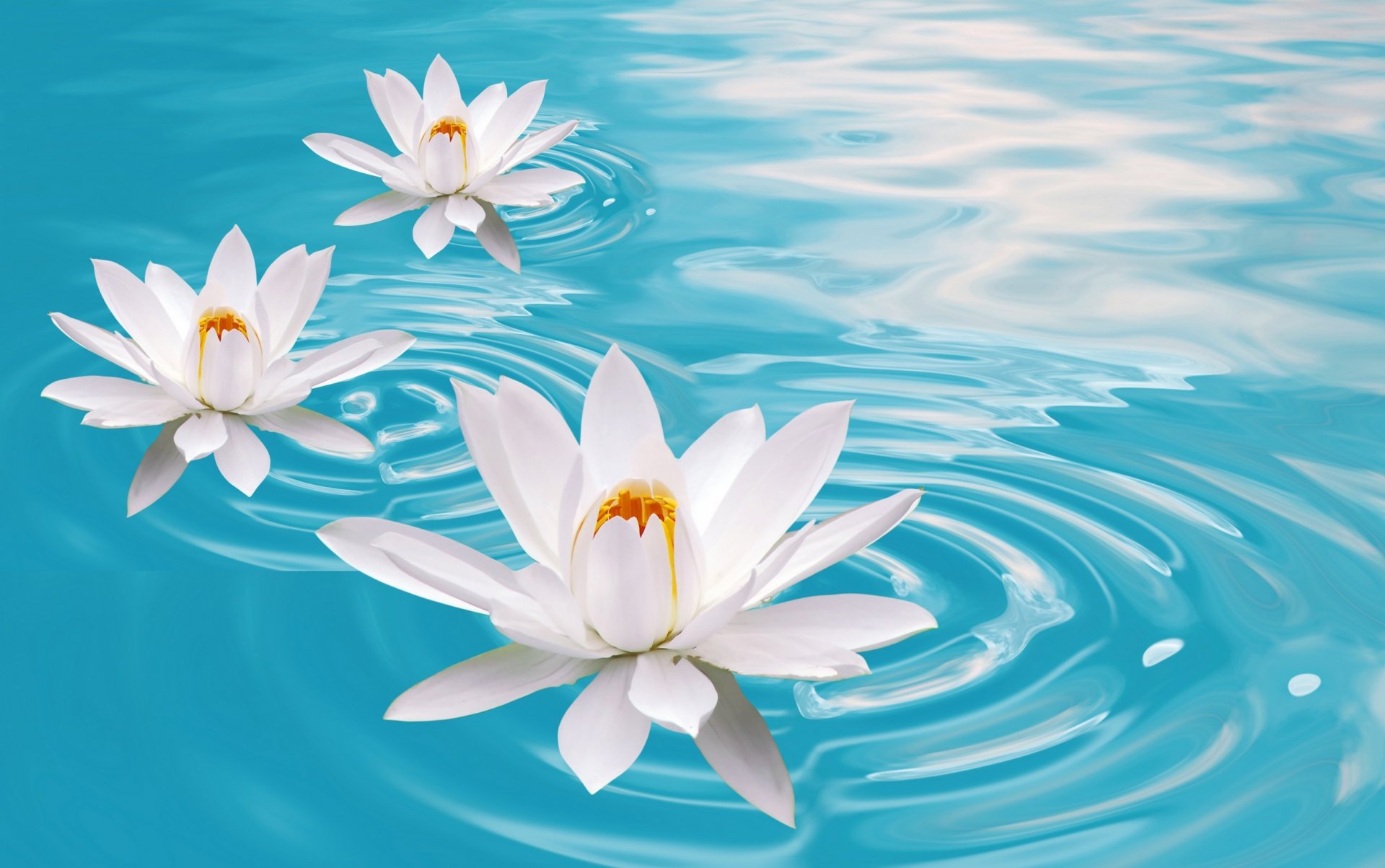 lotus lilies water