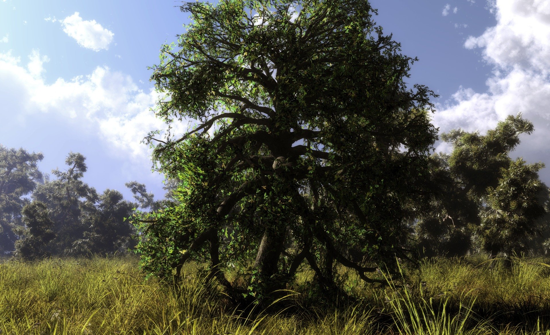 arte klontak árbol naturaleza hierba bosque nubes verano