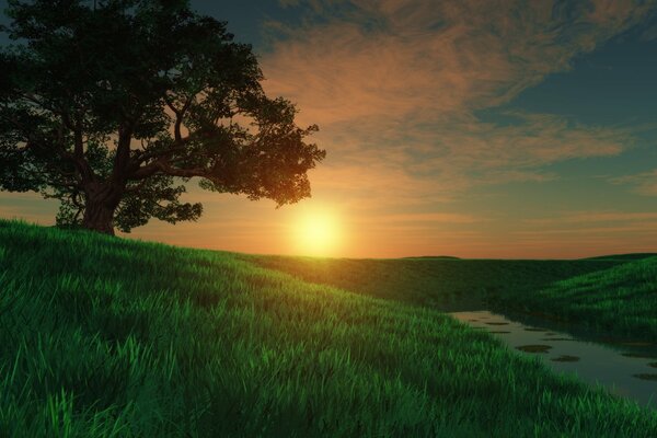 Baum auf der Wiese bei Sonnenuntergang