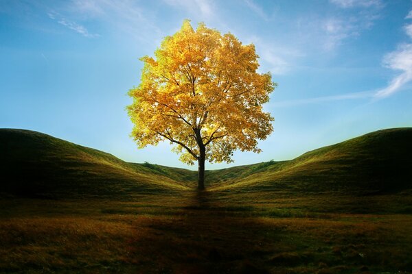 Albero solitario tra le colline ricoperte di erba verde nel periodo autunnale