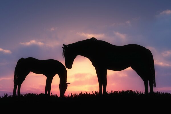 Los caballos pastan en medio de la puesta de sol