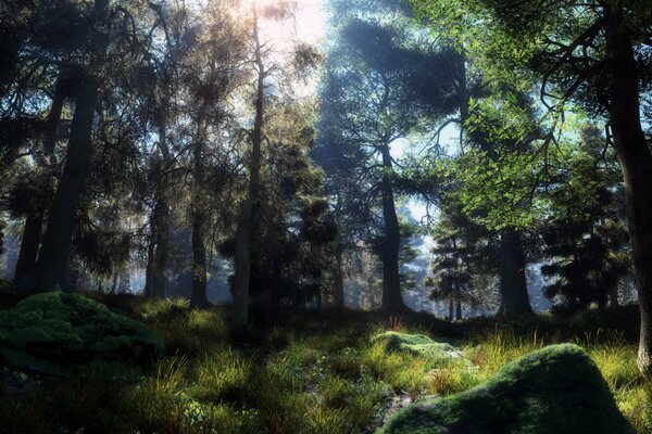 Moss trees and rocks in the forest in the sunlight