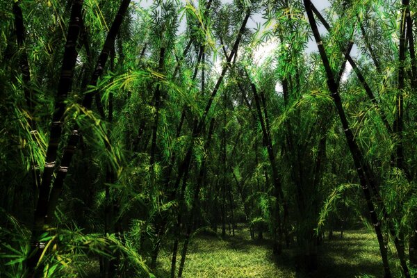 Tropical jungle pleasing to the eye with its greenery