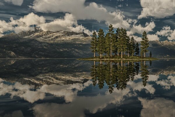 Le lac et un tas d arbres de noël