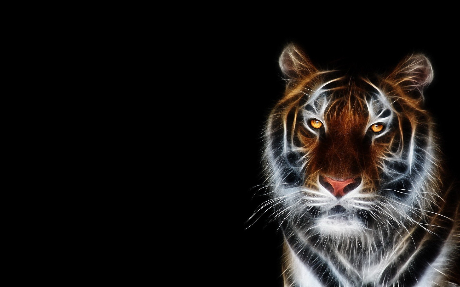 tiger face black background wallpaper