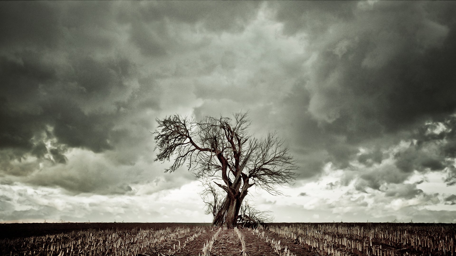 árbol hierba seca cielo nubes