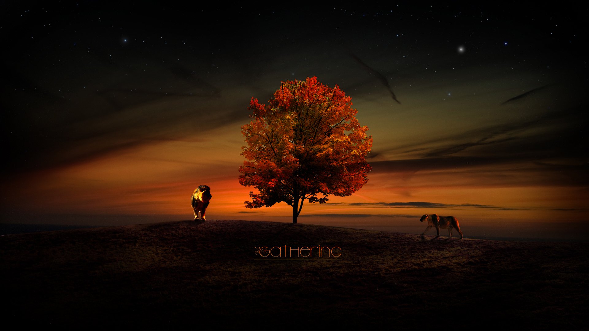 tree lions leo lioness sunset sky gathering