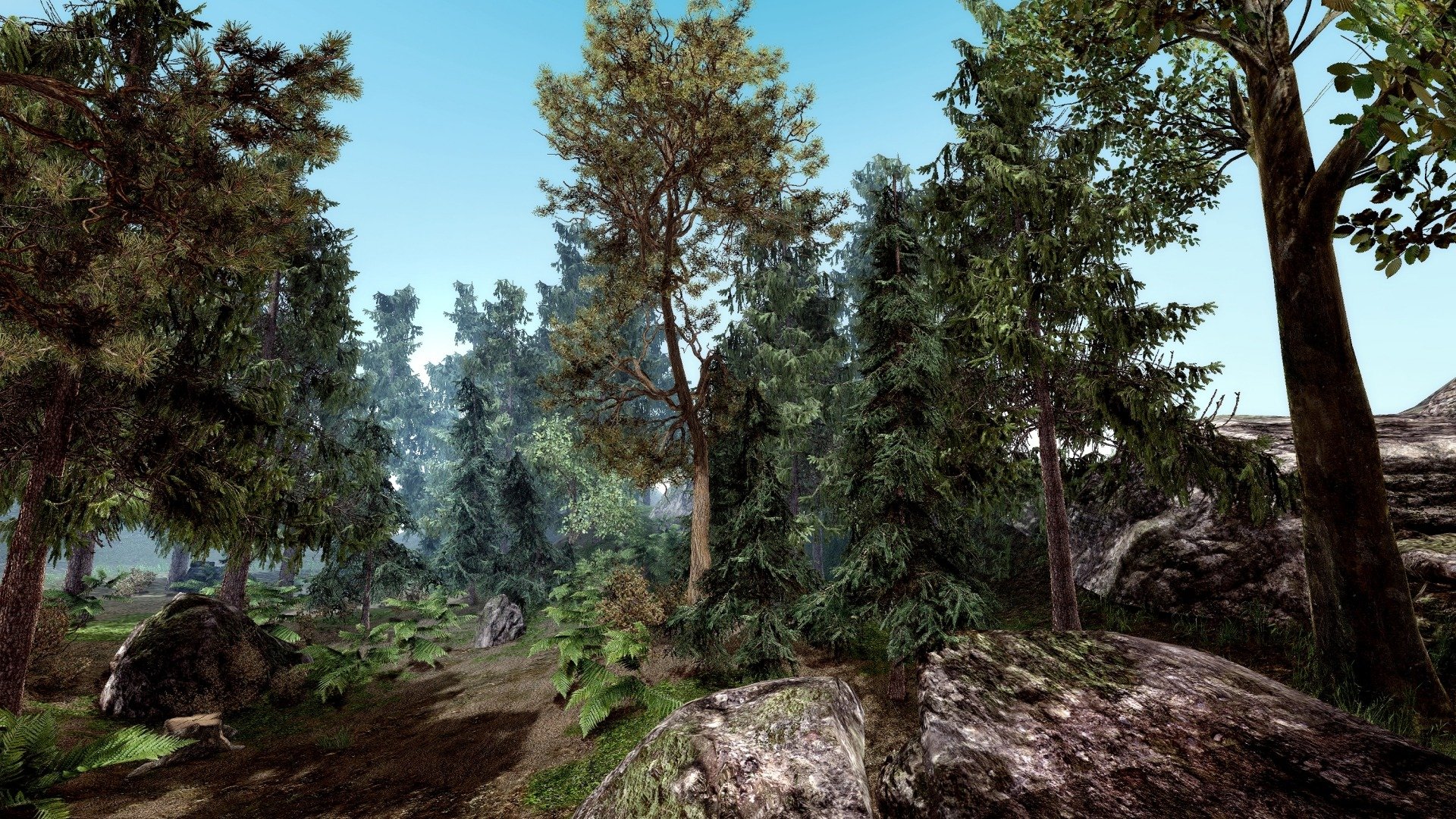 la forêt les aiguilles de pin des pierres des arbres des branches sur le rocher de