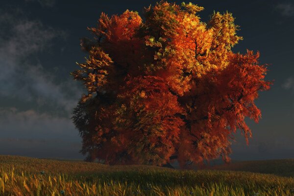 Ein sehr schöner Herbstbaum