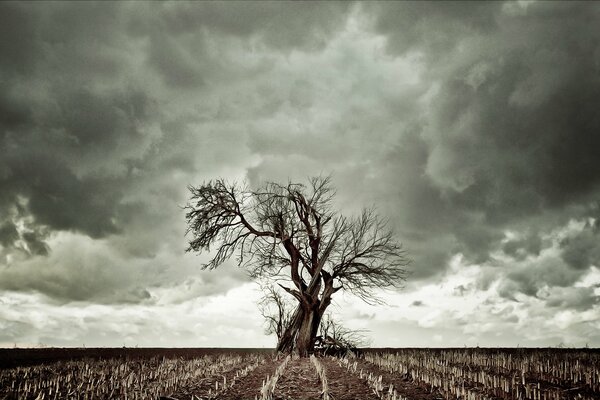 Trockenes Gras und ein einzelner Baum vor dem Hintergrund von Wolken