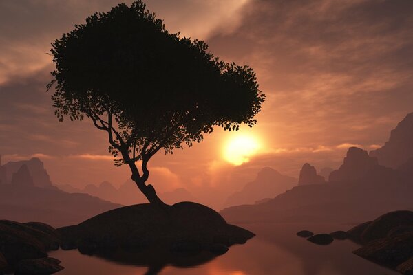 Albero sull isolotto la sera al tramonto